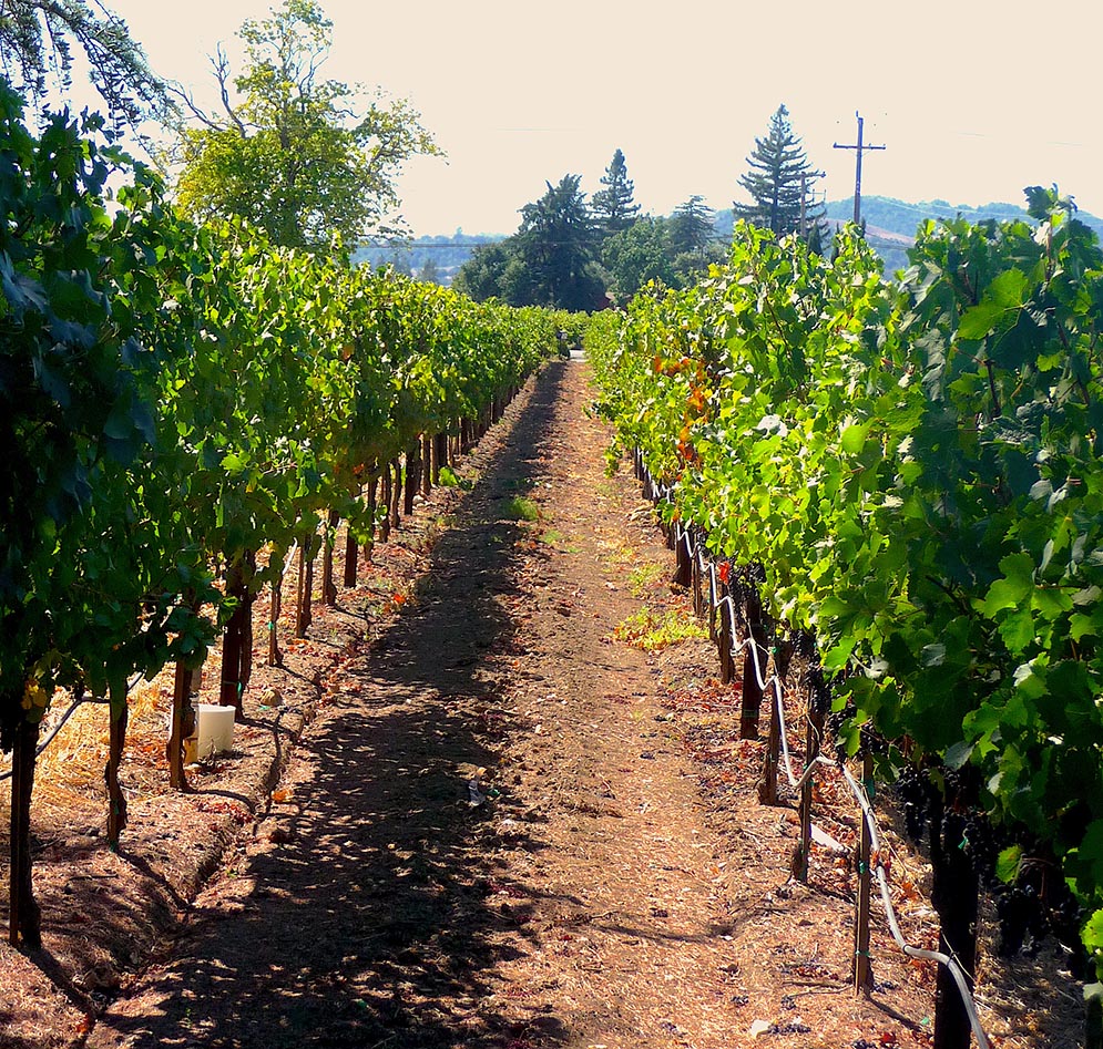 A walk through the vineyards