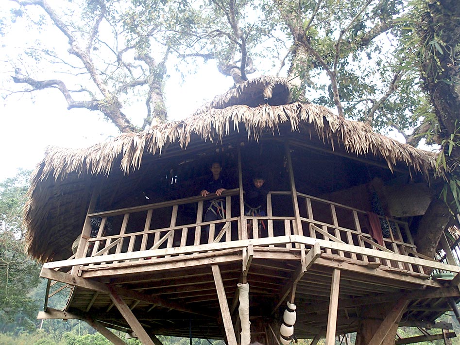 Gibbon Experience treehouses