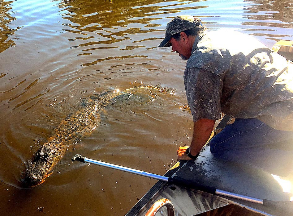 Taming alligators on the Lafayette swamp tour