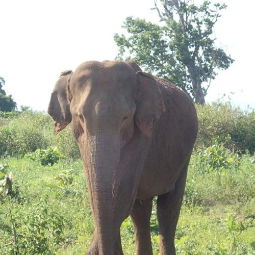 uda walawe elephant sri lanka