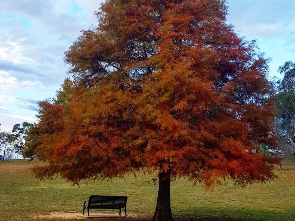 Autumn tree Moss Vale