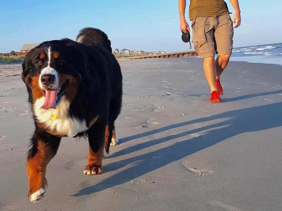 Folly Beach dog walking