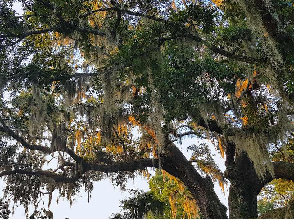 James Island Charleston spanish moss