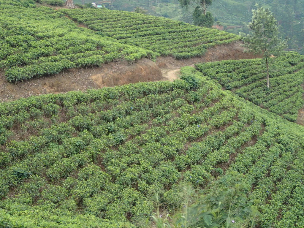 Tea Plantations on the Kandy to Ella train ride
