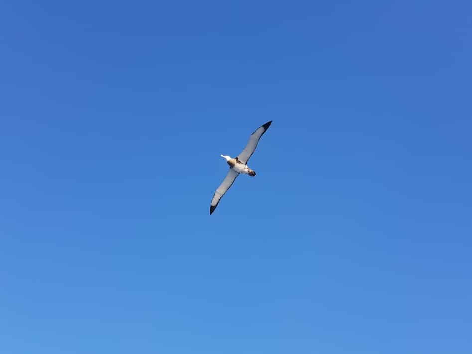 navimag wandering albatross