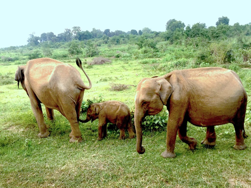 Elephants in Uda Walawe