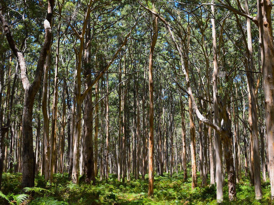 western australia karri forest
